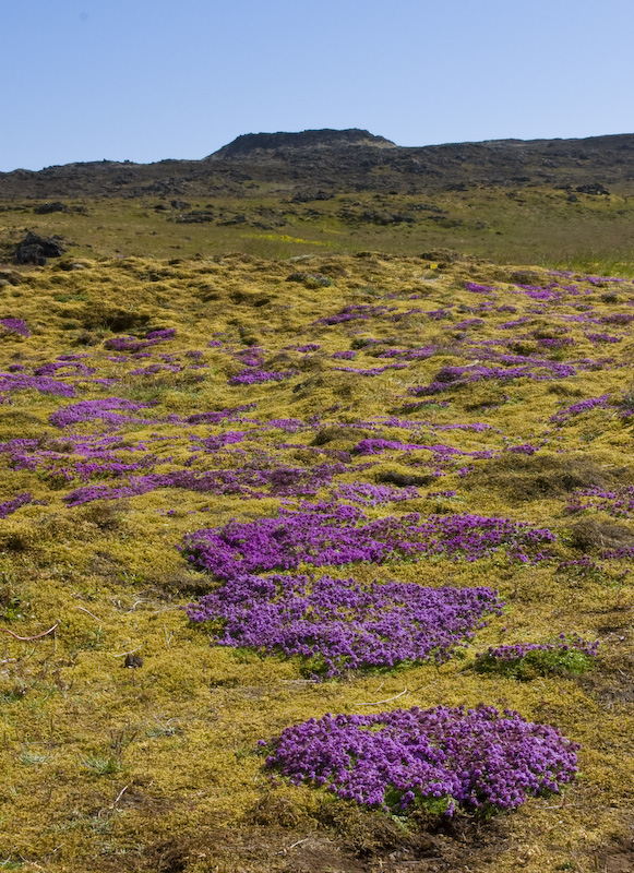 Moss Campion